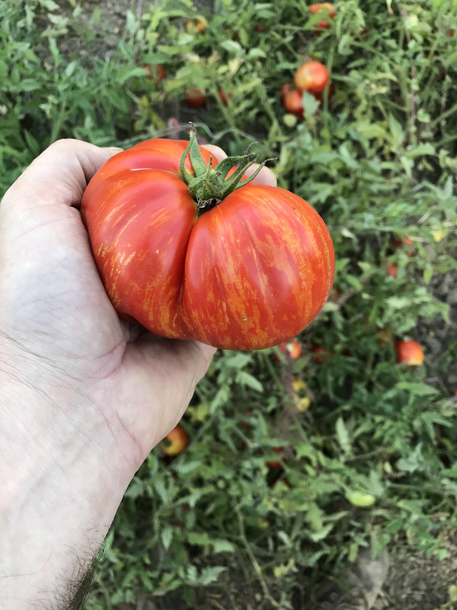 Hand holding a ripe, striped heirloom tomato in a lush garden with green foliage and more tomatoes in the background, highlighting fresh produce and gardening.