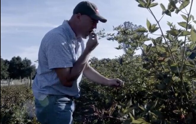 Man inspecting and tasting berries in a lush field, surrounded by green bushes under a clear blue sky.