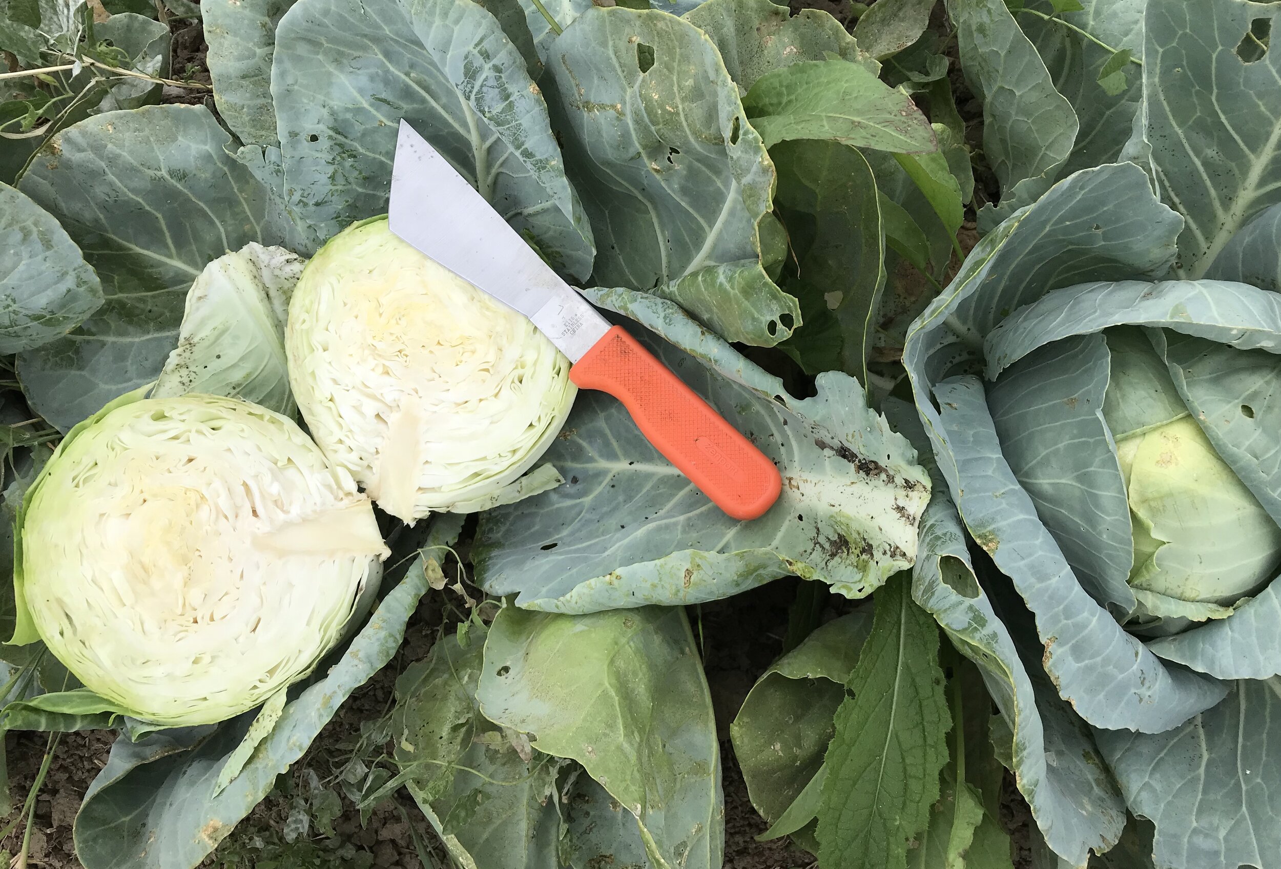 Berry+Island+Farms,+CA+-+210E18C3-6A07-4778-A64D-918F5ADCA740 Freshly harvested cabbage halves on green leaves, accompanied by a sharp knife with an orange handle, showcasing the vibrant colors and textures of the vegetables.
