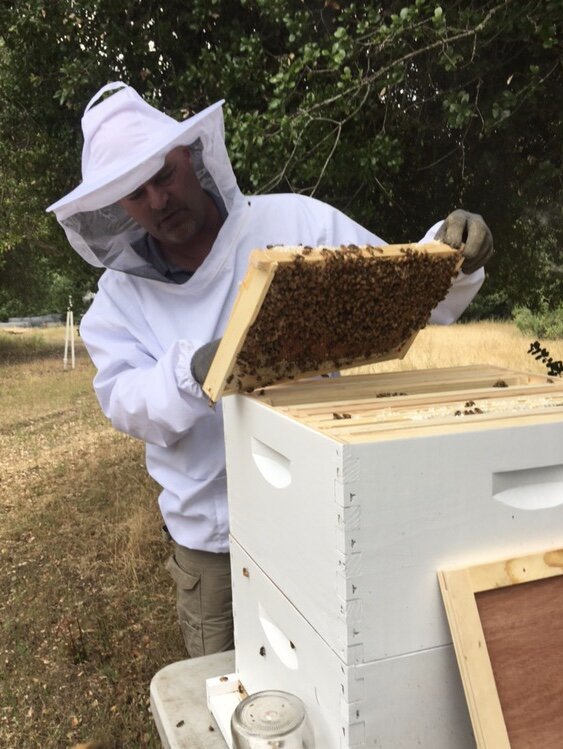 Beekeeper inspecting a beehive frame filled with bees, wearing protective gear, in an outdoor setting with grass and trees in the background.