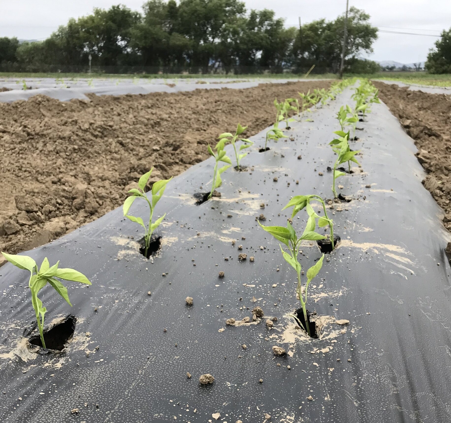Row of young green plants emerging from black plastic mulch in a cultivated field, with brown soil and trees in the background. Ideal for agriculture and gardening contexts.