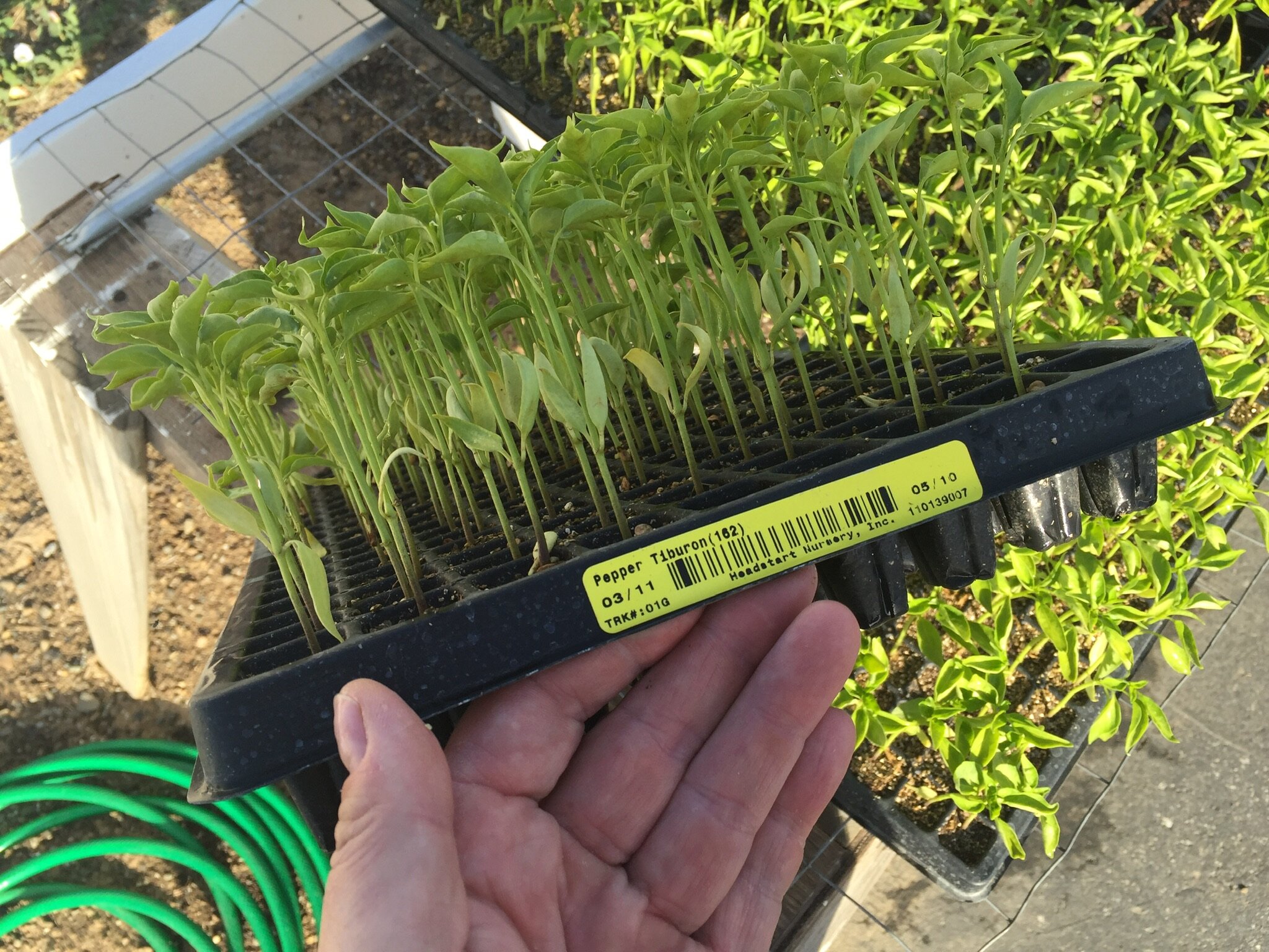 Hand holding a tray of young pepper seedlings, showcasing vibrant green plants in a plastic growing tray, with additional greenery in the background, ideal for gardening enthusiasts and urban farmers.