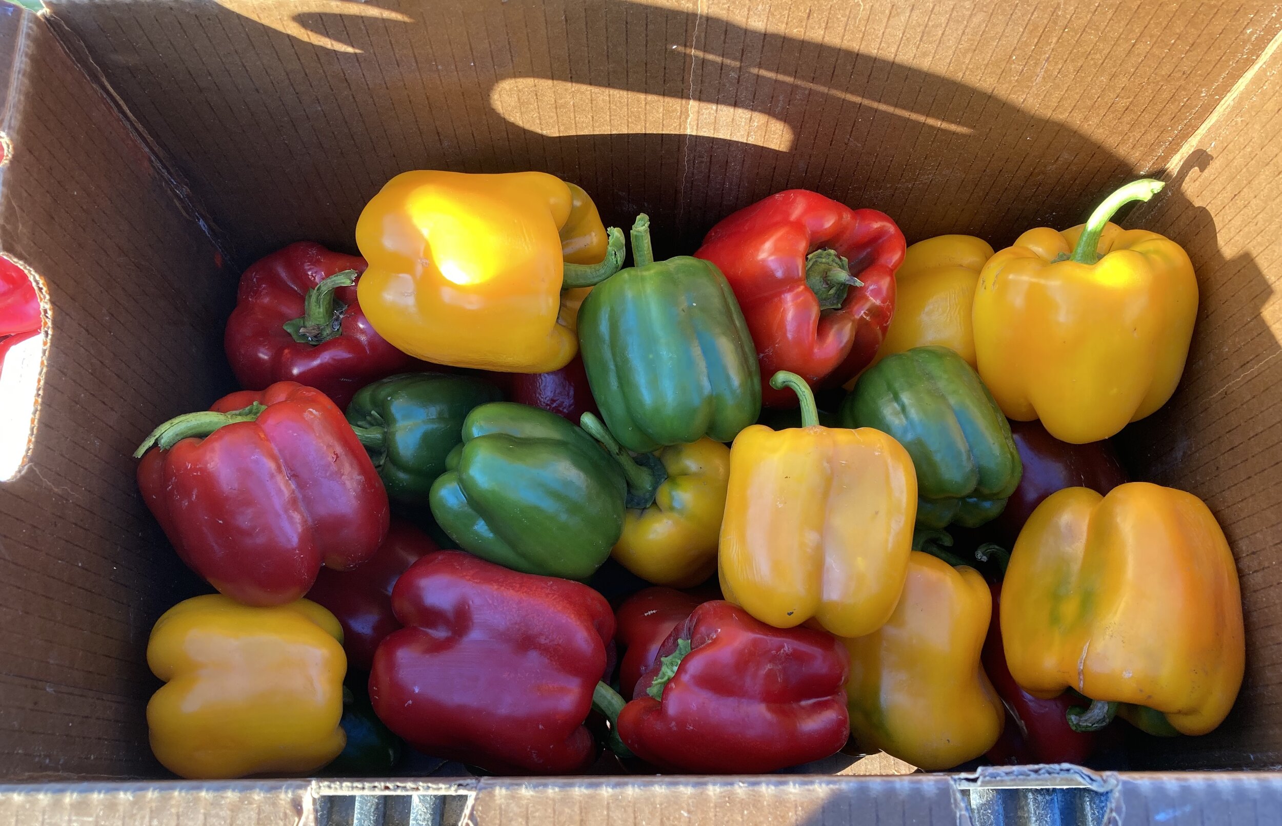 Berry+Island+Farms,+CA+-+9014B58E-B1E6-47C7-8715-F39B96C5ADB3 Colorful assortment of red, yellow, and green bell peppers arranged in a cardboard box, showcasing fresh produce ideal for healthy meals and recipes.