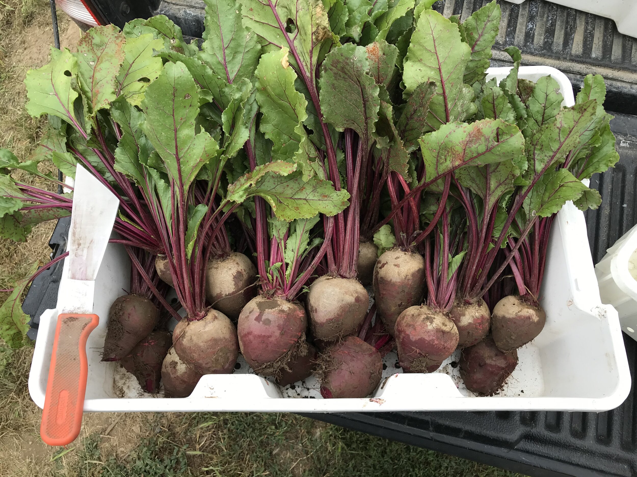 Berry+Island+Farms,+CA+-+B9814E45-055B-4A54-8CDF-5B76CF4B310B Freshly harvested beets with vibrant green leaves and rich, earthy tones, displayed in a white container, showcasing their natural soil residue.